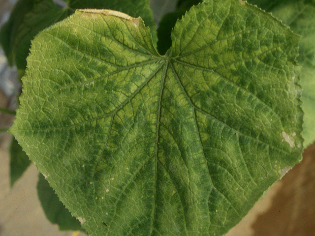 銅欠乏（きゅうり）