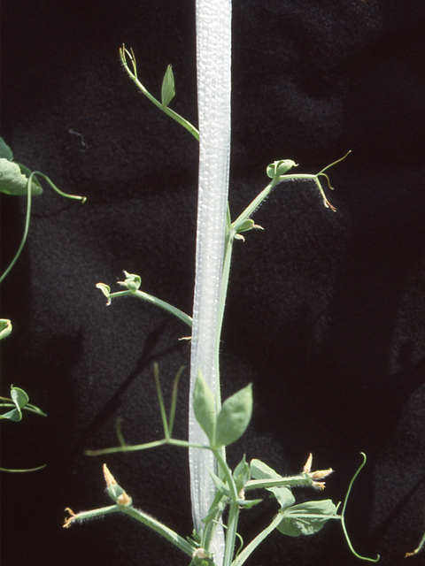 銅欠乏（スイトピー）