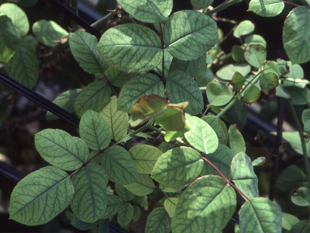 鉄欠乏（ばら）