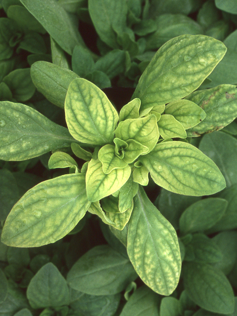 鉄欠乏（ペチュニア）