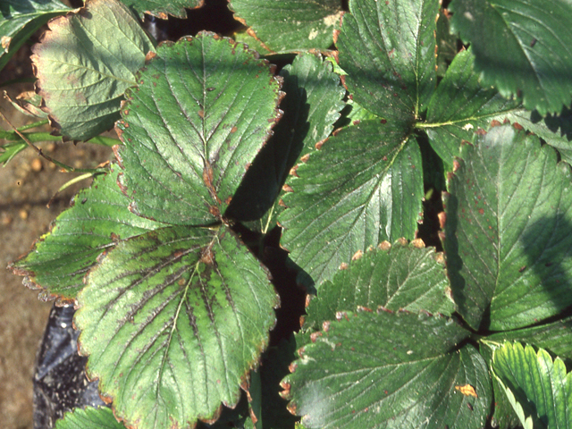 カリ欠乏(いちご水耕栽培)