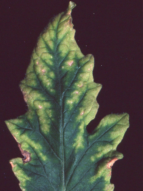 葉周辺の黄化(トマト)