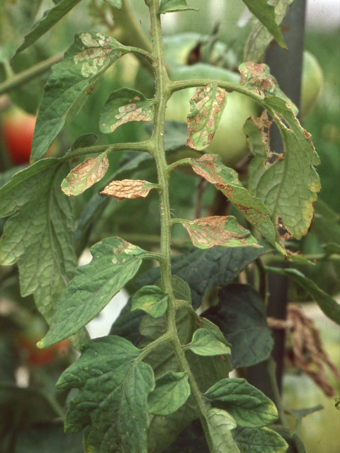 カリ欠乏症(トマト)