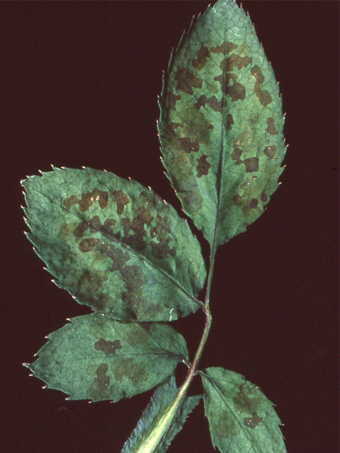 マグネシウム欠乏（ばら）