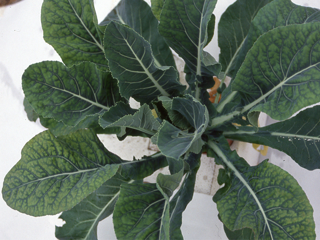 マグネシウム欠乏（ブロッコリー）