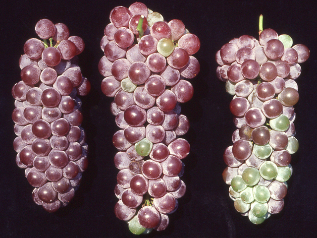 マンガン欠乏による着色不良（ぶどう）