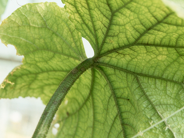 マンガン過剰 （きゅうり水耕栽培）①