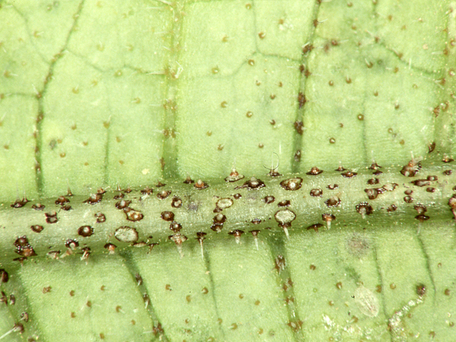 マンガン過剰 （きゅうり水耕栽培）②
