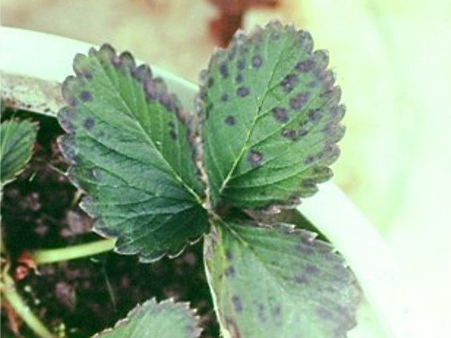 マンガン過剰（いちご）