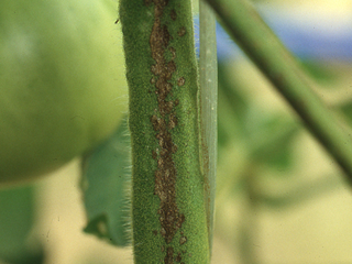 アンモニア態チッ素過剰、日照不足による黒すじ（トマト）の画像