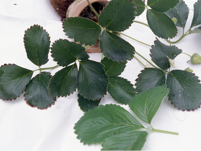 リン酸欠乏による葉の小型化、濃色化(写真奥)(いちご)