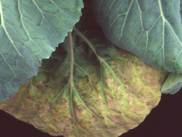 リン酸過剰によるカリ欠乏類似症状(キャベツ)