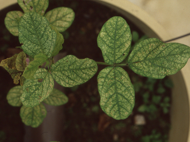 亜鉛過剰（えだまめ）