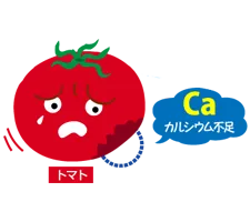 カルシムが不足したトマトのイラスト