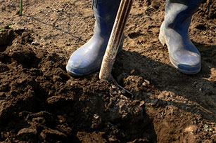 ショベルで土を深さ30~40㎝ほど掘り起こす。刃の部分に足をかけ、体重をかけると硬い土も楽に掘り起こせる