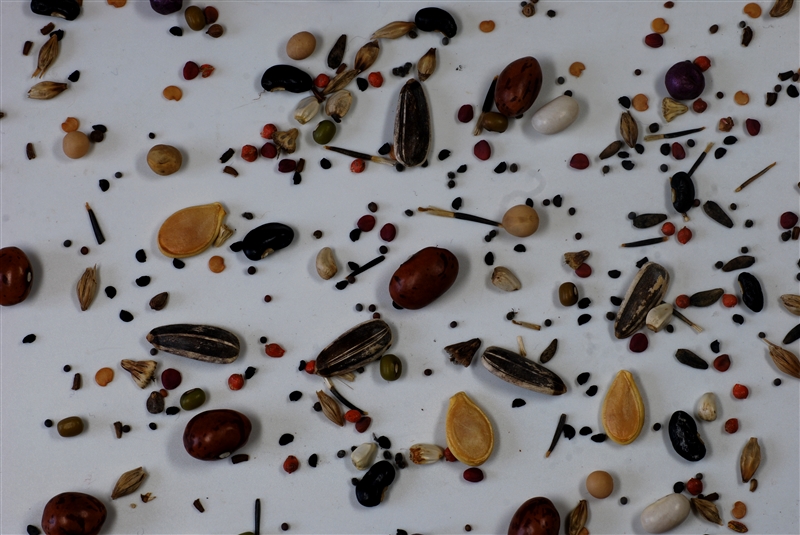 大きさ、形、色が違うさまざまなタネ