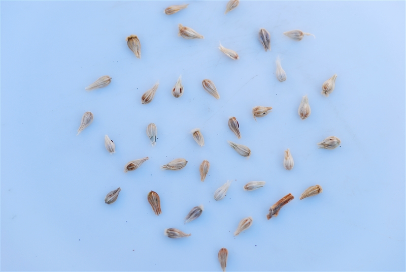 綿毛が取り除かれた市販のタネ