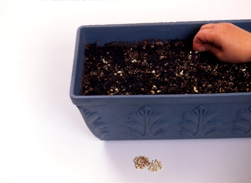 ② 穴の中にタネを１粒ずつ落とす。