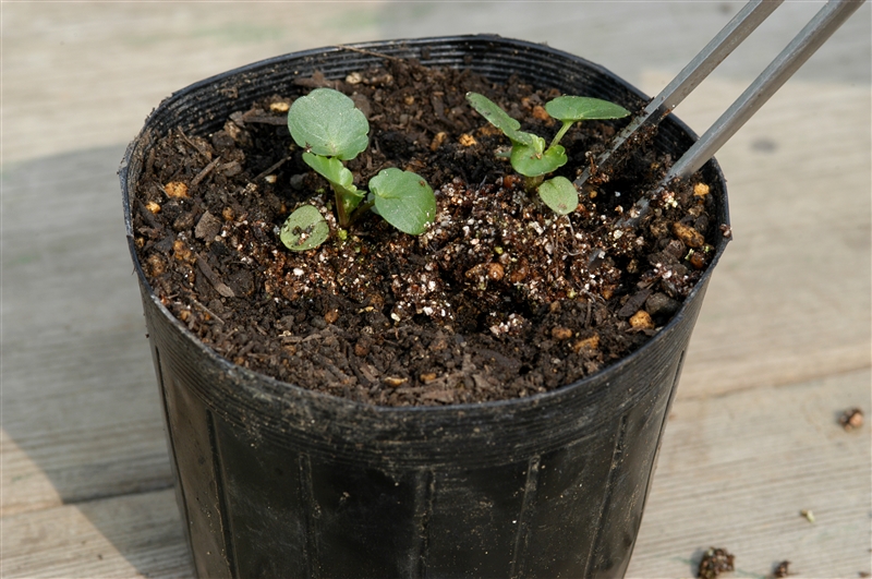 パンジーは1つのポットに複数株植えると互いに競い合って生育がよくなる。