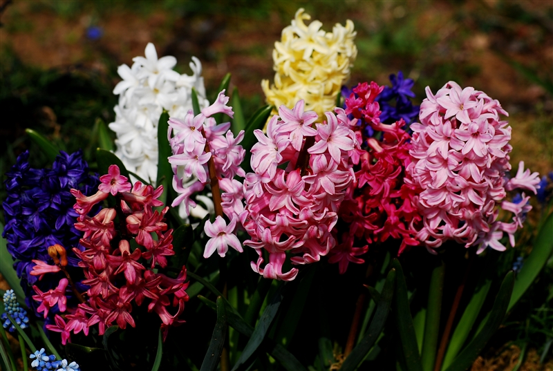 ヒアシンス、リコリ　　ス