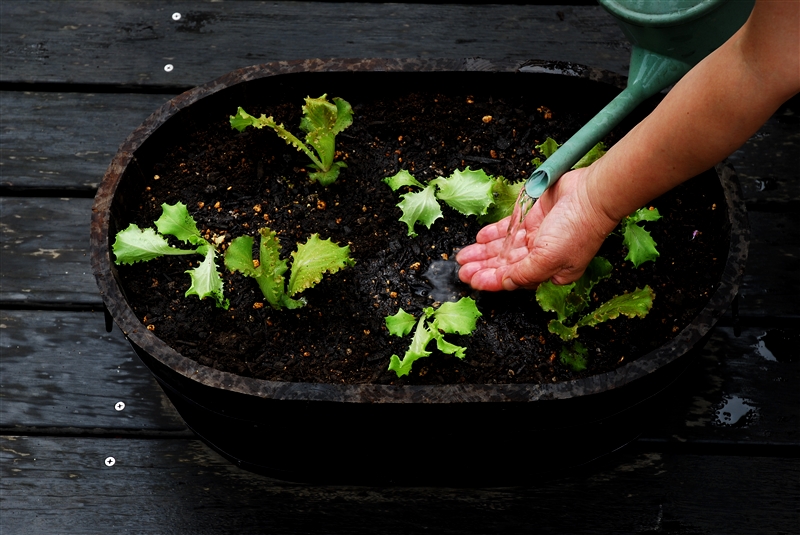 ⑤ 苗が倒れないよう、ジョウロの水を手に受けてたっぷり水やりする。
