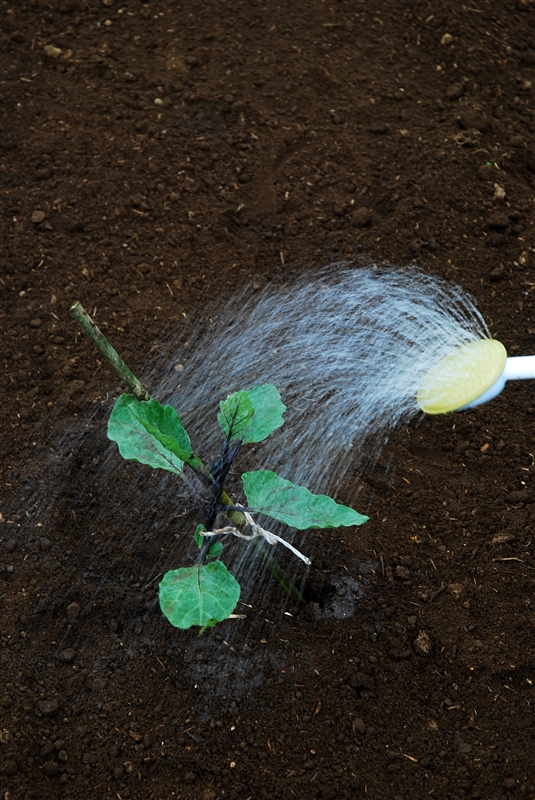 ⑧ たっぷり水をやる。