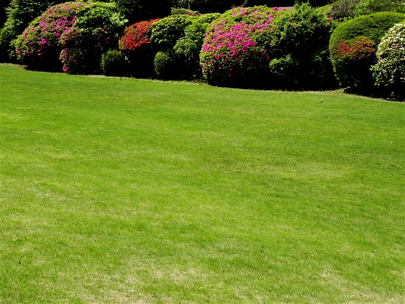 コウライシバ(暖地型)の庭