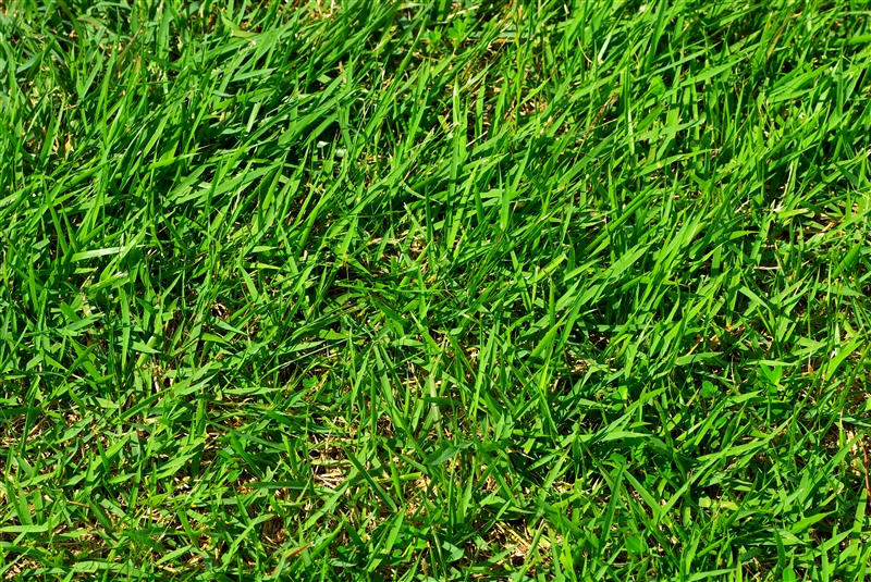 ノシバ(暖地型)