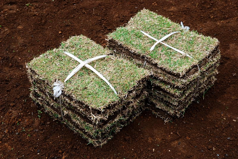 芝の苗(ソッド)