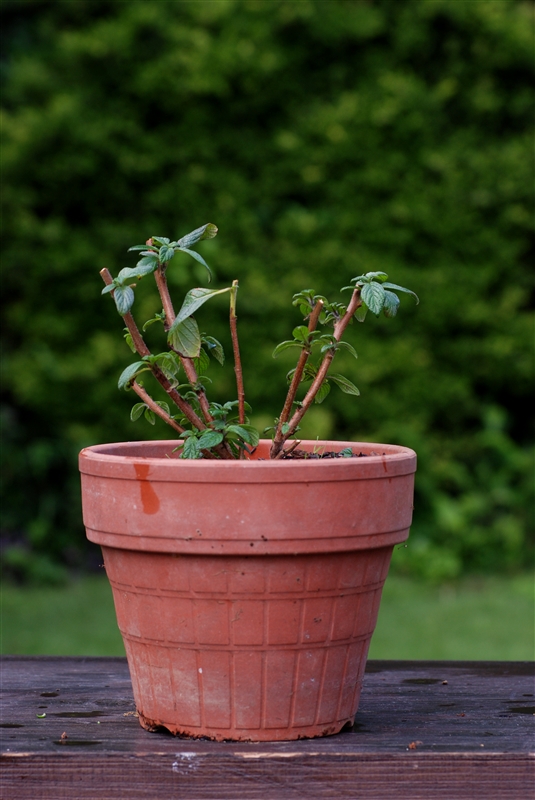 ③ 全体を１/２～１/３切り詰めてもよいが、このときも節のすぐ上で切ること。