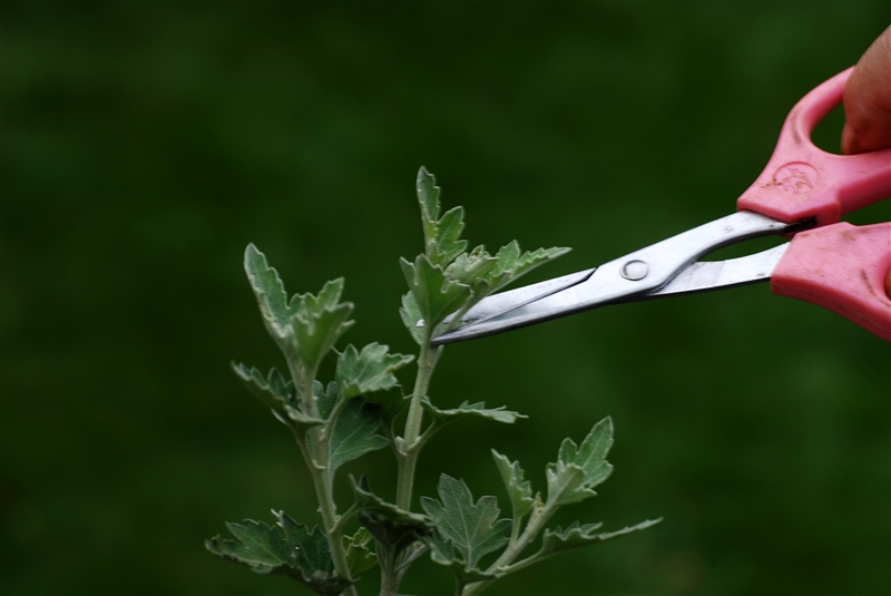 ② わき芽が6～7cmになったら、各わき芽の先端を摘む。摘心が遅れると花が咲かなくなることがあるので、10月下旬咲きのものでも８月上旬までに最後の摘心をする。