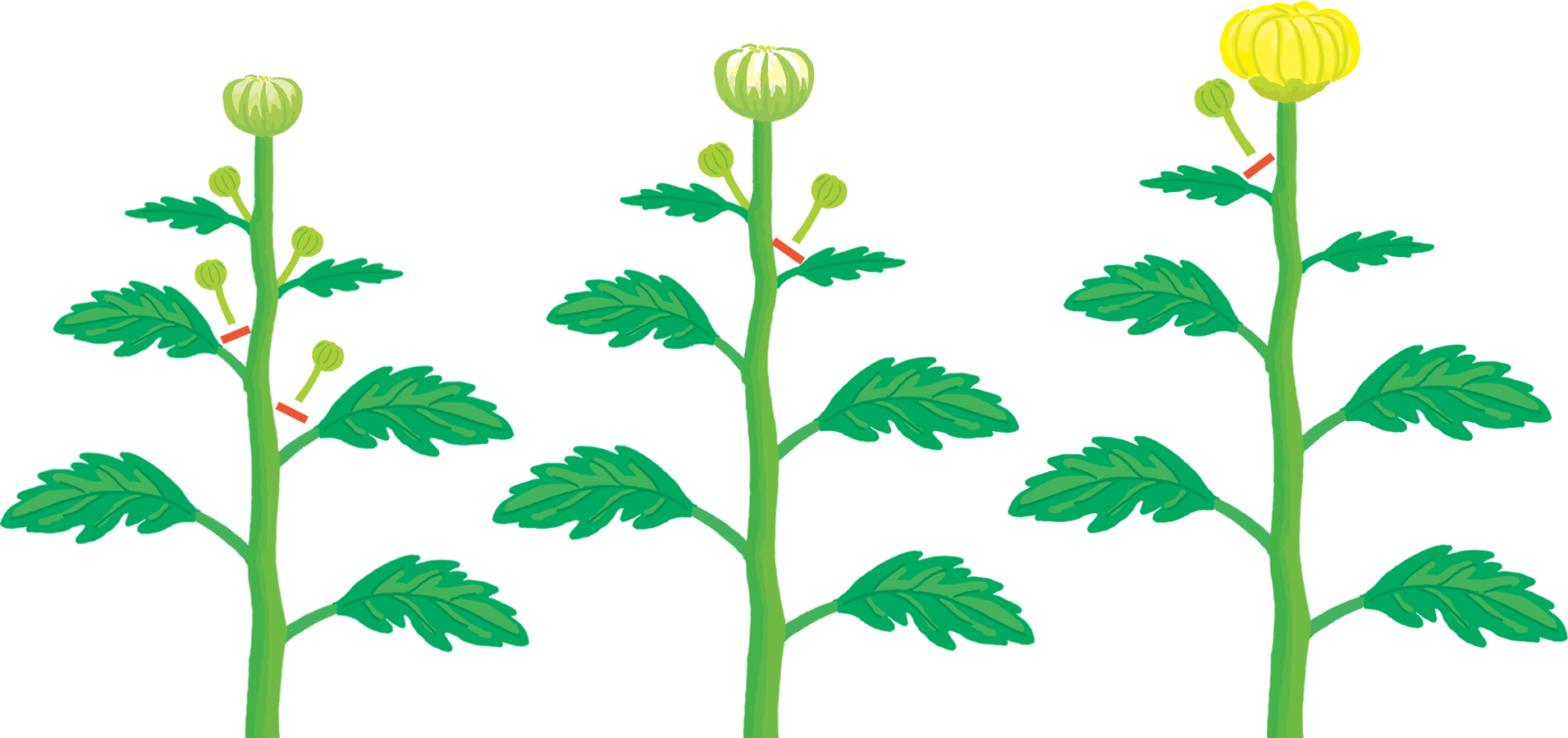 ③10月中、下旬ころ、芯蕾1個だけにする。