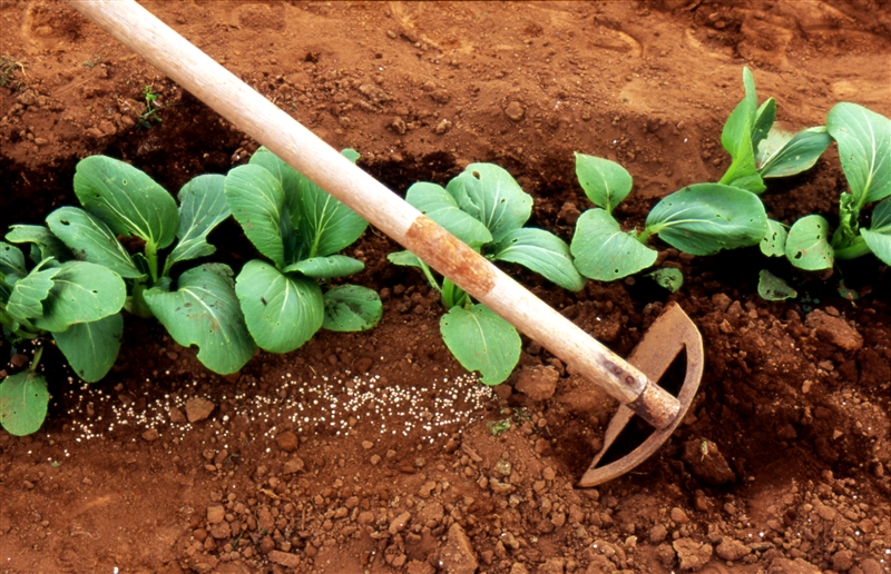 ① 土の表面をクワやホーで、3~5㎝の深さにサクサクと軽く耕して硬くなった土をほぐす。