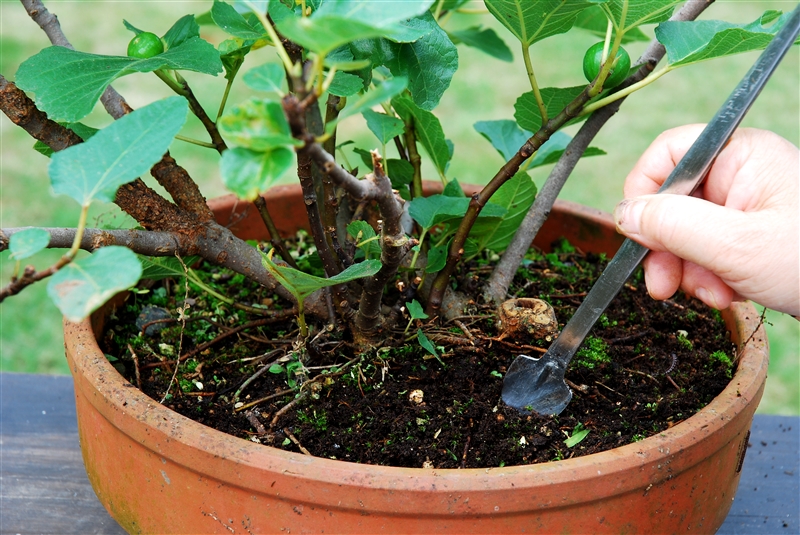 ② スプーンなどで深さ1~2㎝つつきながら表土を軟らかく耕す。