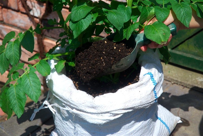 ジャガイモの増し土