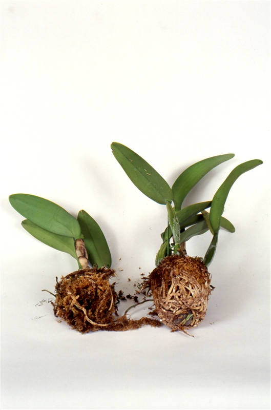 ① バルブを小さく分けると数年間花が見られないので、バルブは最低でも3~4つつける。