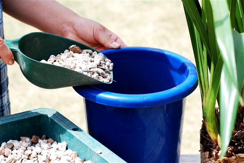 ③ 鉢の底に軽石を1~2㎝程度入れ、根鉢は崩さず、株元が見えるくらいに植える。
