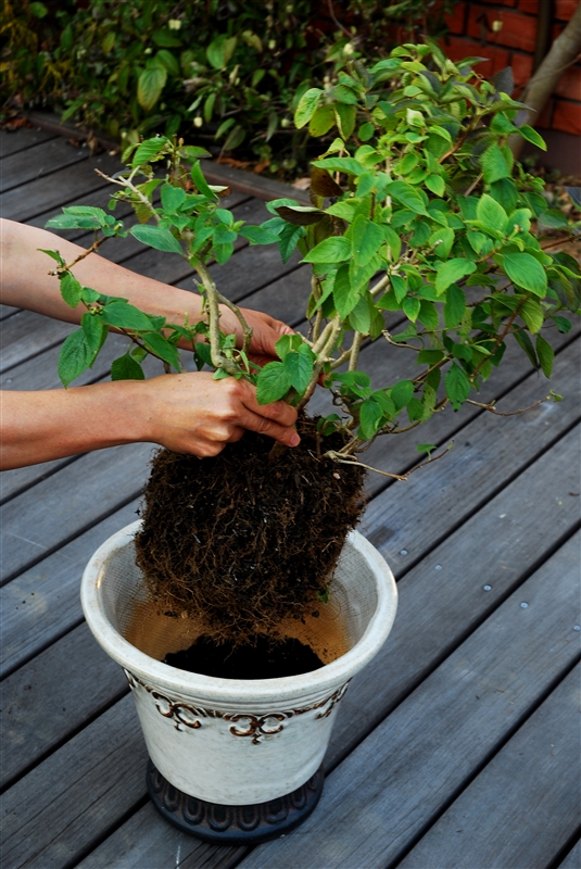 ⑤ ウォータースペースがとれる高さに株をおく。