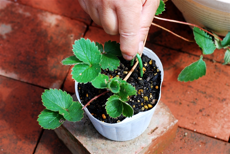 ① 培養土を入れたポリポットに子苗を植え付け、U字形に曲げた針金でランナーを固定する。