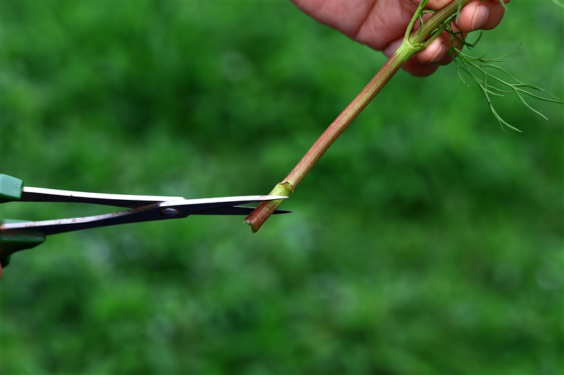 茎をつぶさないように注意して、斜めに切る。