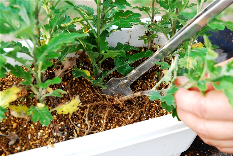 ① 根を切らないようにていねいに掘り上げる。