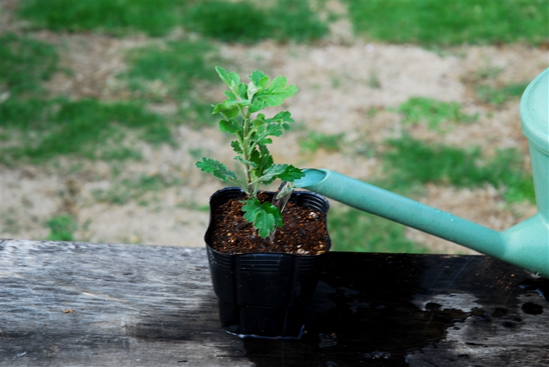 ③ 十分水やりして、４～５日明るい日陰に置き、その後徐々に日光にならす。