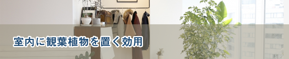室内に観葉植物を置く効用