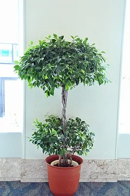 シクラメン サムネイル