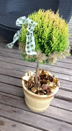 シクラメン サムネイル