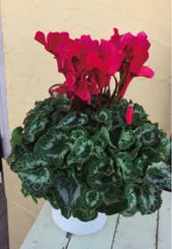 シクラメン サムネイル