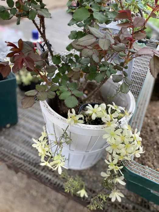 バラの新芽が出てきたら...