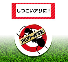 しつこいアリに！