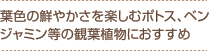 葉色の鮮やかさを楽しむポトス、ベンジャミン等の観葉植物におすすめ