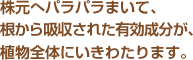 株元へパラパラまいて、根から吸収された有効成分が、植物全体にいきわたります。